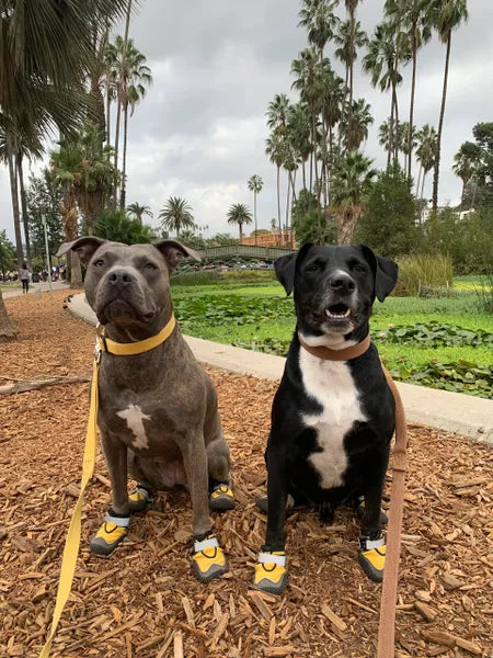 Fitpals Athletics Dog Shoes (DTLA Dog Walking Club Edition)